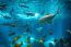Oceanário de Lisboa