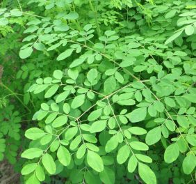 Moringa Caps