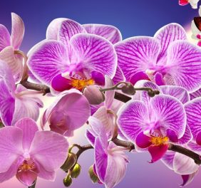 Dicas de como cuidar de Flores