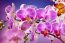 Dicas de como cuidar de Flores
