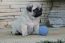 PUG CURITIBA