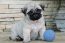 PUG CURITIBA