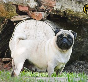 PUG CURITIBA