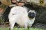 PUG CURITIBA