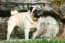 PUG CURITIBA