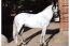 Herdade Font’Alva: Caval...