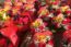 Florista Casa e Flores Low Cost