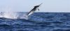 Algarve Fishing
