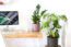 Urban Jungle – Plantas e...